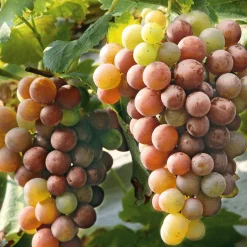 Obstgehölze * Martin Müller Baumschulen Obstgehölz Tafeltrauben 'Bellarosso'