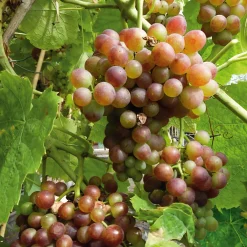 Obstgehölze * Martin Müller Baumschulen Obstgehölz Tafeltrauben 'Bellarosso'