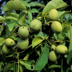 Obstgehölze * Manufactum Obstgehölz Walnuss 'Rote Donaunuss'