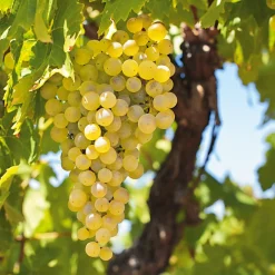 Obstgehölze * Martin Müller Baumschulen Obstgehölz Weinrebe 'Primus'