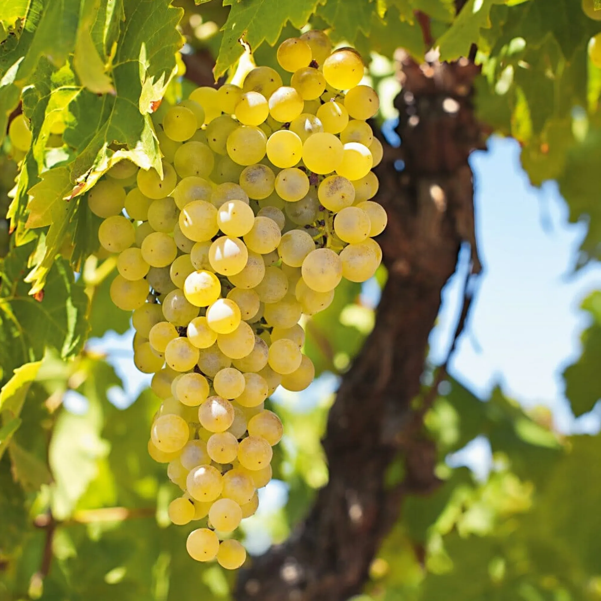 Obstgehölze * Martin Müller Baumschulen Obstgehölz Weinrebe 'Primus'