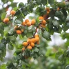 Obstgehölze * Manufactum Obstgehölz Wilde Marille