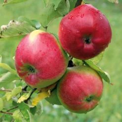 Obstgehölze * Martin Müller Baumschulen Obstgehölz Winterapfel 'Winterrambur'