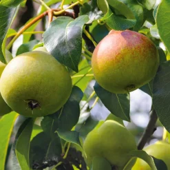 Obstgehölze * Martin Müller Baumschulen Obstgehölz 'Zuckerbirne von Montluçon'