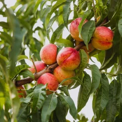 Obstgehölze * Martin Müller Baumschulen Obstgehölz Zwergnektarine 'Redgold'