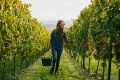 Alkoholfreie Aperitife & Cocktails|Säfte * JUWEL Weine Oh My Grape geperlter Traubensaft alkoholfrei