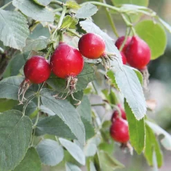 Rosen * Rosenhof Schultheis Paket Bienenrosen 3 Stück