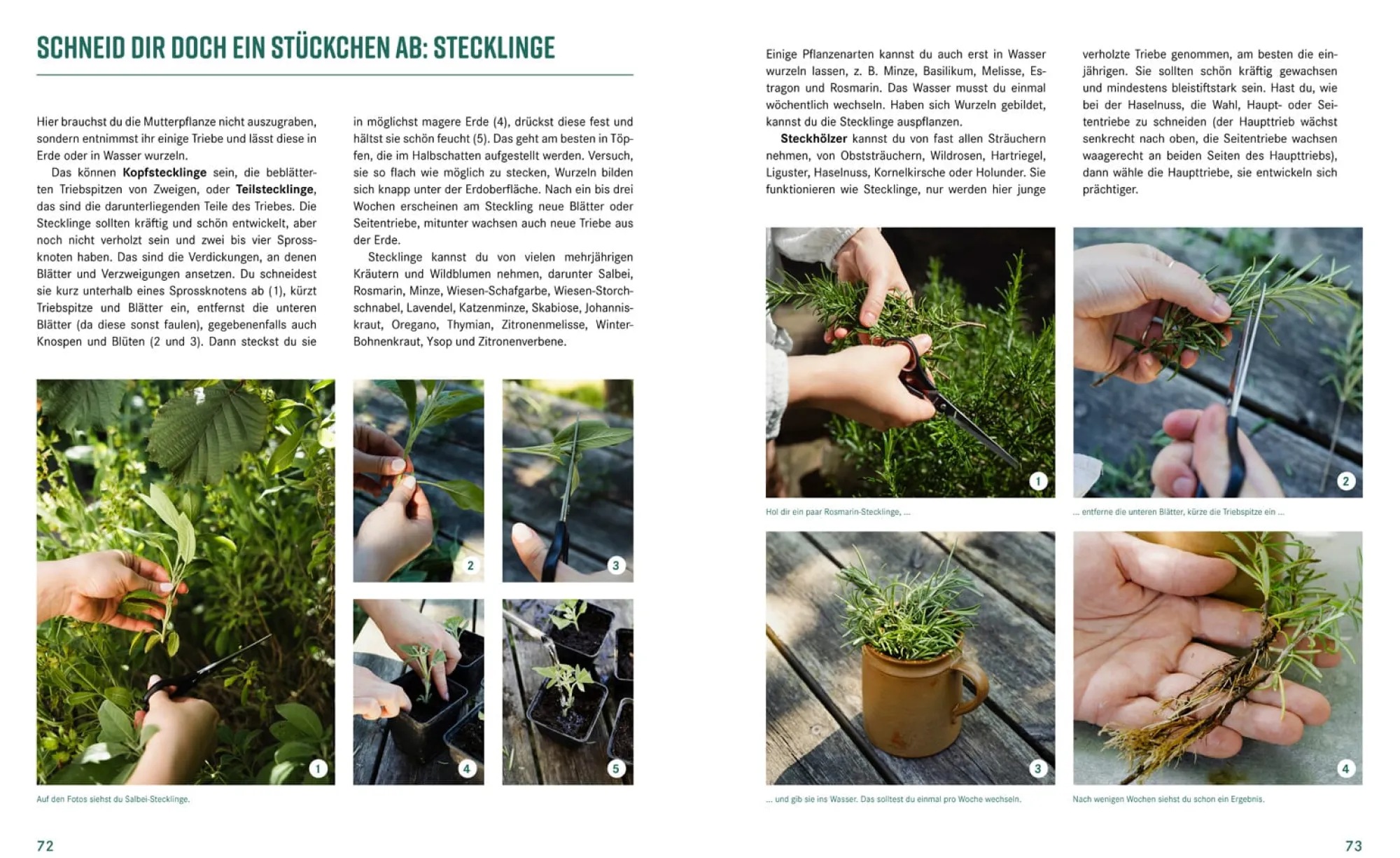 Garten & Natur|Ratgeber * Löwenzahn Verlag Pflanzen-Lovestory