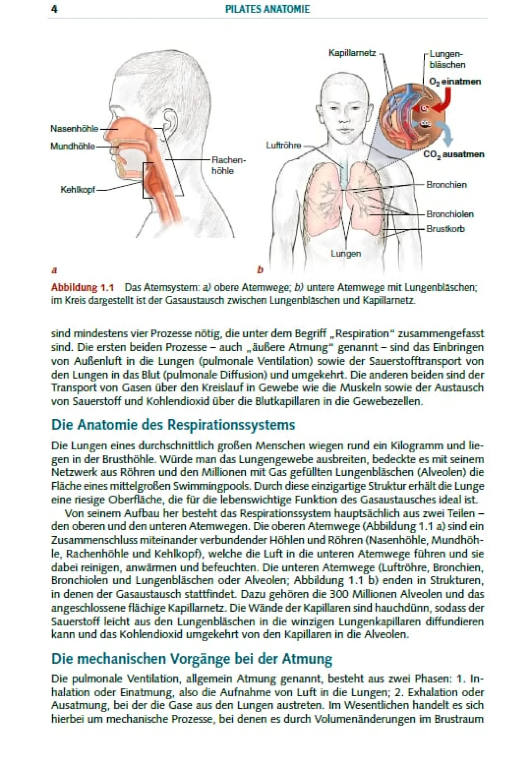 Ratgeber * Stiebner Pilates Anatomie