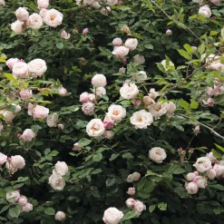 Rosen * Rosenhof Schultheis Ramblerrose 'Ayrshire Queen'