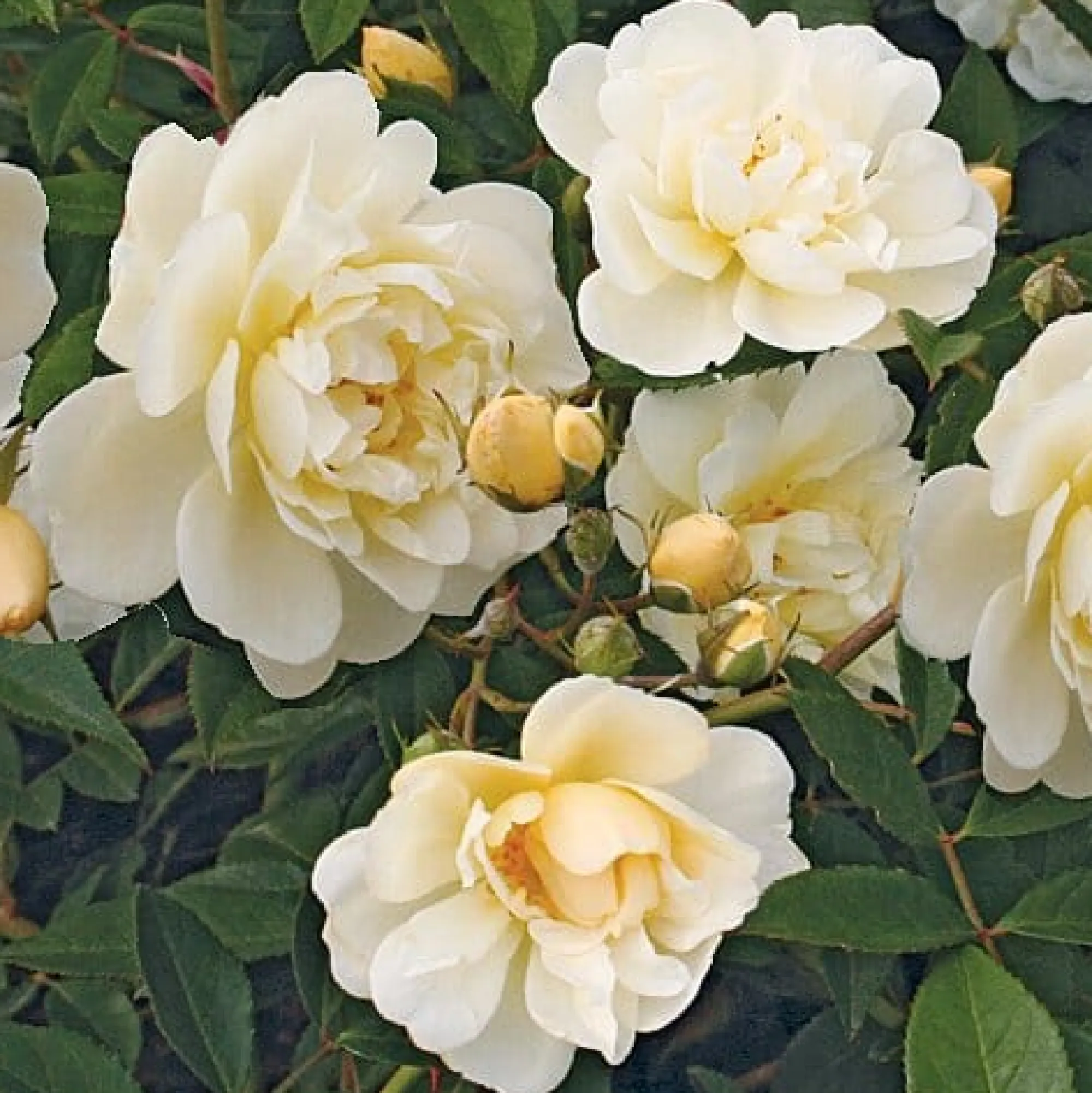 Rosen * Rosenhof Schultheis Ramblerrose Christine Hélène