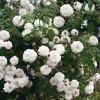 Rosen * Rosenhof Schultheis Ramblerrose ’Félicité et Perpétue‘