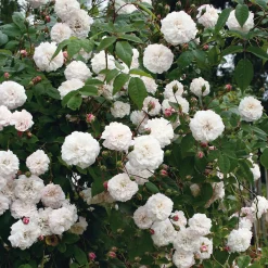 Rosen * Rosenhof Schultheis Ramblerrose ’Félicité et Perpétue‘