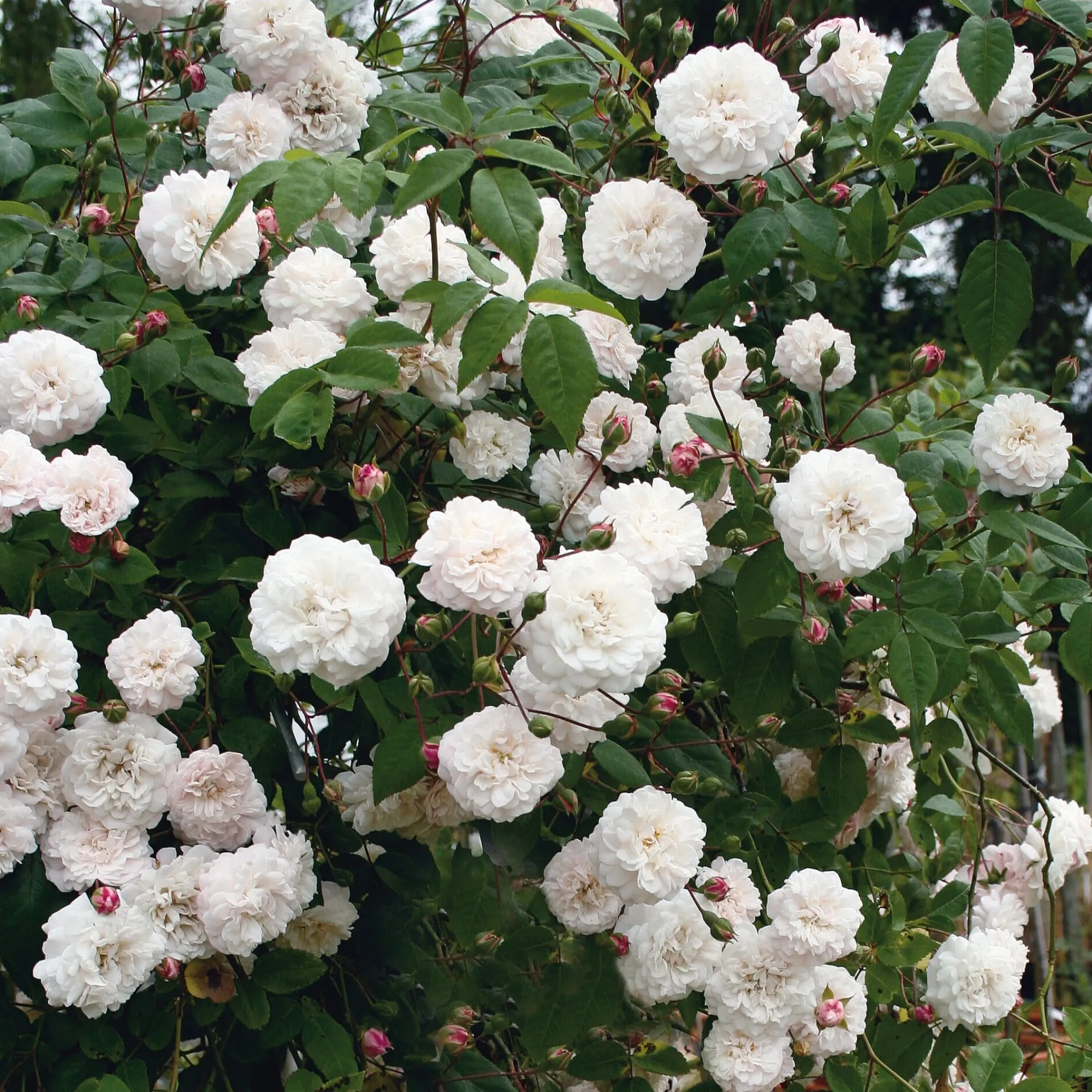 Rosen * Rosenhof Schultheis Ramblerrose ’Félicité et Perpétue‘