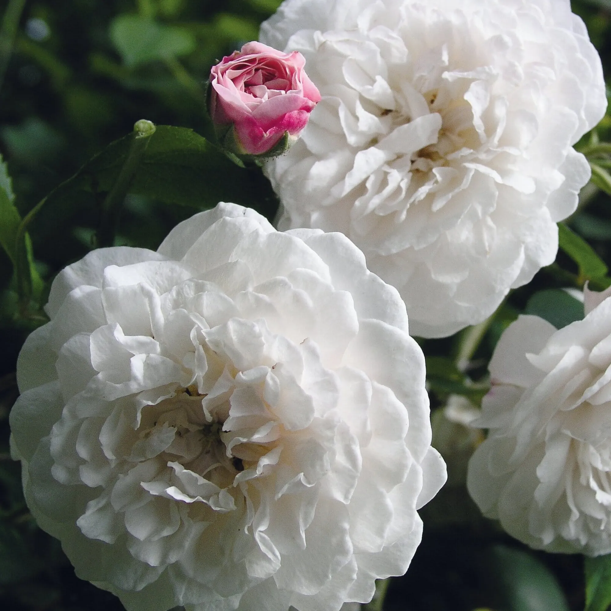 Rosen * Rosenhof Schultheis Ramblerrose ’Félicité et Perpétue‘