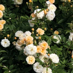 Rosen * Rosenhof Schultheis Ramblerrose 'Ghislaine de Féligonde'