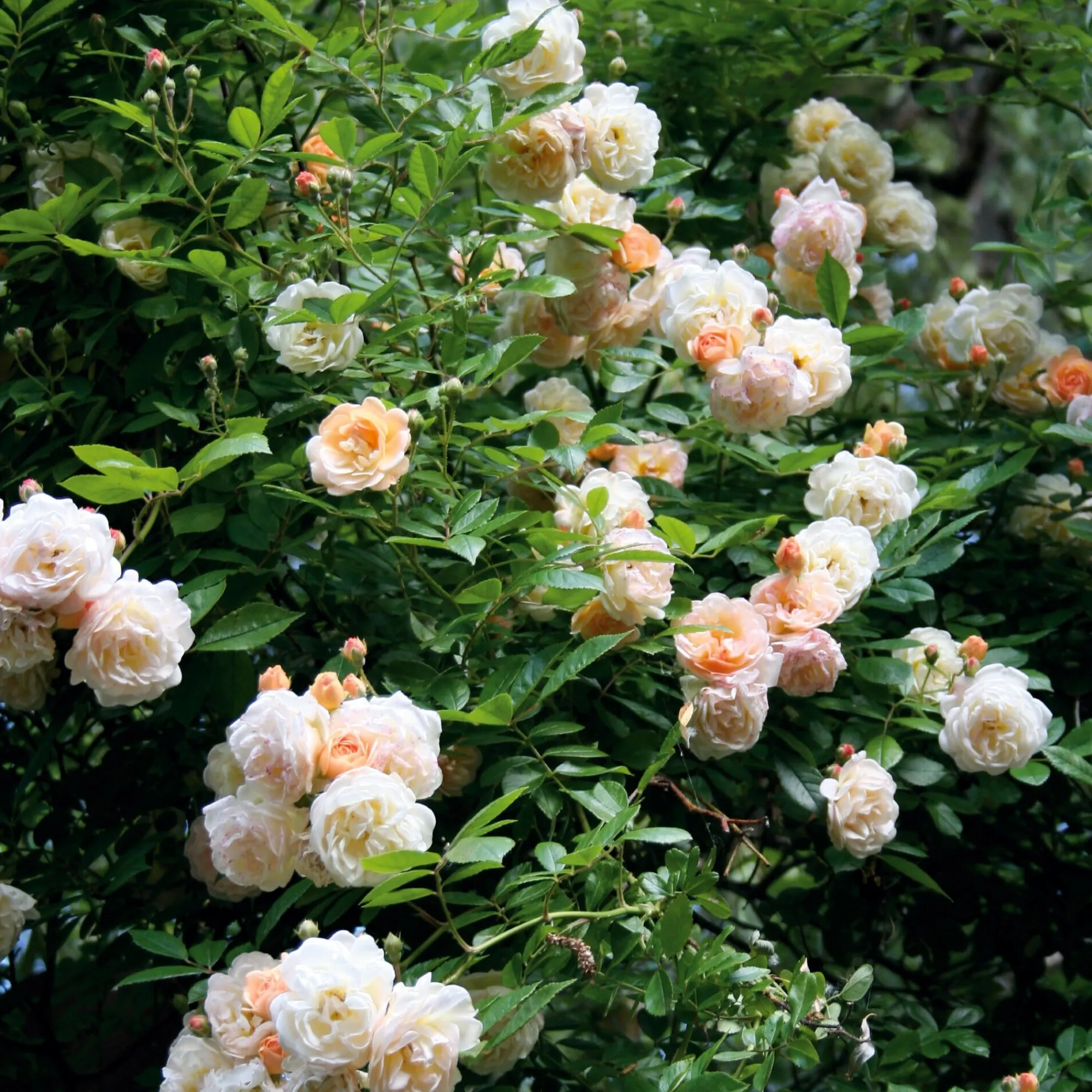 Rosen * Rosenhof Schultheis Ramblerrose 'Ghislaine de Féligonde'