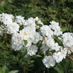 Rosen * Rosenhof Schultheis Ramblerrose 'Guirlande d`Amour®'