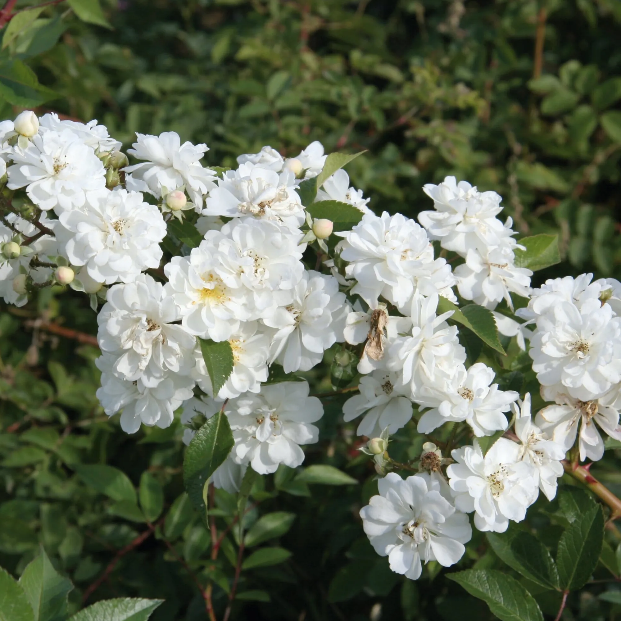 Rosen * Rosenhof Schultheis Ramblerrose 'Guirlande d`Amour®'