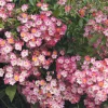 Rosen * Rosenhof Schultheis Ramblerrose Maria Lisa