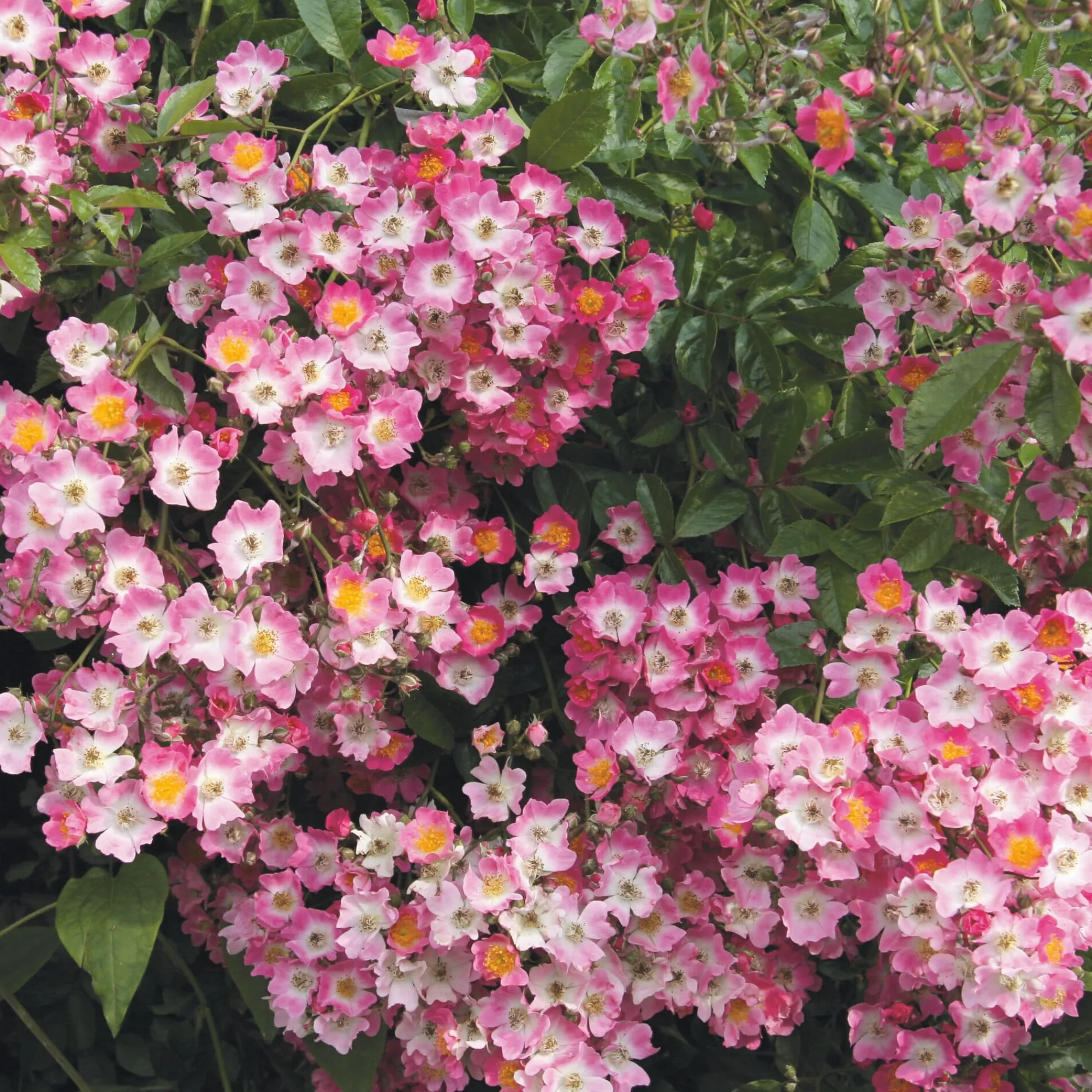 Rosen * Rosenhof Schultheis Ramblerrose Maria Lisa