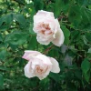 Rosen * Rosenhof Schultheis Ramblerrose 'Mme Alfred Carrière'