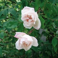 Rosen * Rosenhof Schultheis Ramblerrose 'Mme Alfred Carrière'