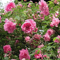 Rosen * Rosenhof Schultheis Ramblerrose 'Mme Sancy de Parabère'