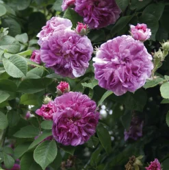 Rosen * Rosenhof Schultheis Ramblerrose 'Russeliana'