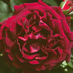 Rosen * Rosenhof Schultheis Remontantrose 'Souvenir du Dr. Jamain'