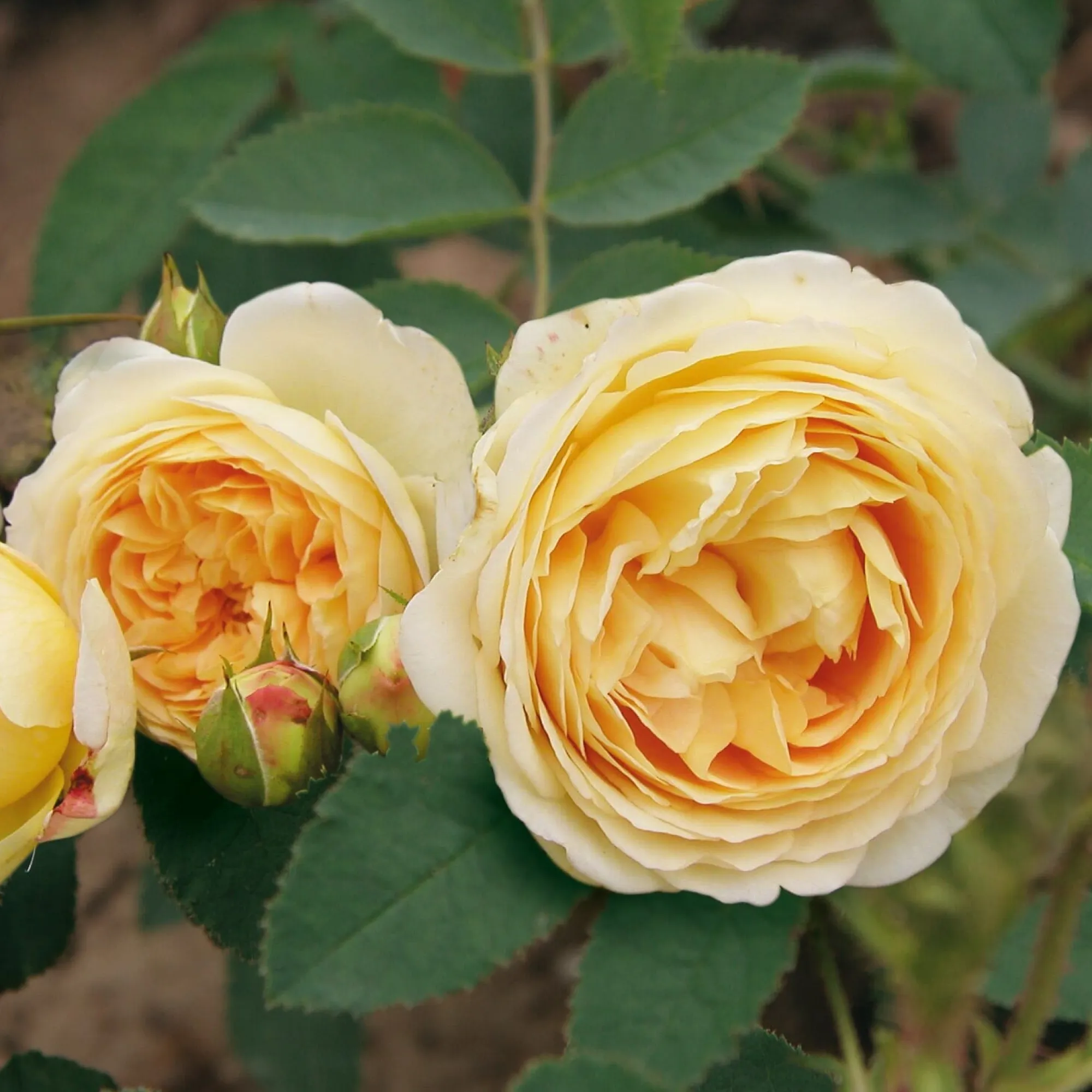 Rosen * Rosenhof Schultheis Romantikrose 'Felidae'