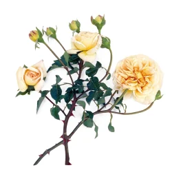 Rosen * Rosenhof Schultheis Romantikrose 'Felidae'