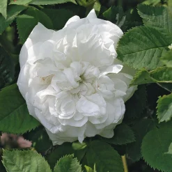 Rosen * Manufactum Rosenhecke Bauerngarten