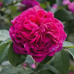 Rosen * Manufactum Rosenhecke Bauerngarten