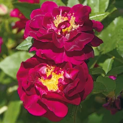 Rosen * Manufactum Rosenhecke Bauerngarten
