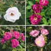 Rosen|Ziergehölze * Manufactum Rosenhecke Friesenwall