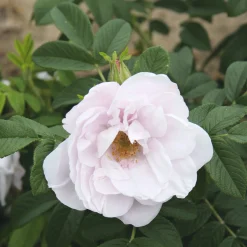 Rosen|Ziergehölze * Manufactum Rosenhecke Friesenwall