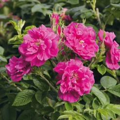Rosen|Ziergehölze * Manufactum Rosenhecke Friesenwall
