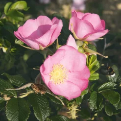 Rosen|Ziergehölze * Manufactum Rosenhecke Friesenwall
