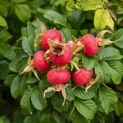 Rosen|Ziergehölze * Manufactum Rosenhecke Friesenwall