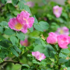 Rosen|Ziergehölze * Manufactum Rosenhecke Heimische Wildrosen