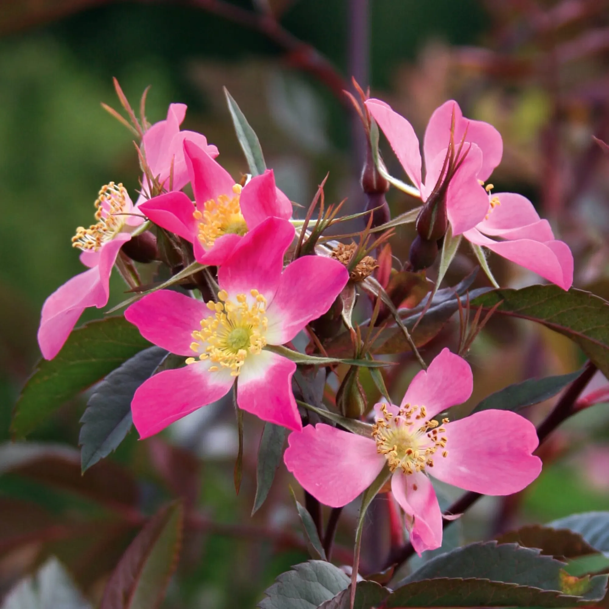 Rosen|Ziergehölze * Manufactum Rosenhecke Heimische Wildrosen