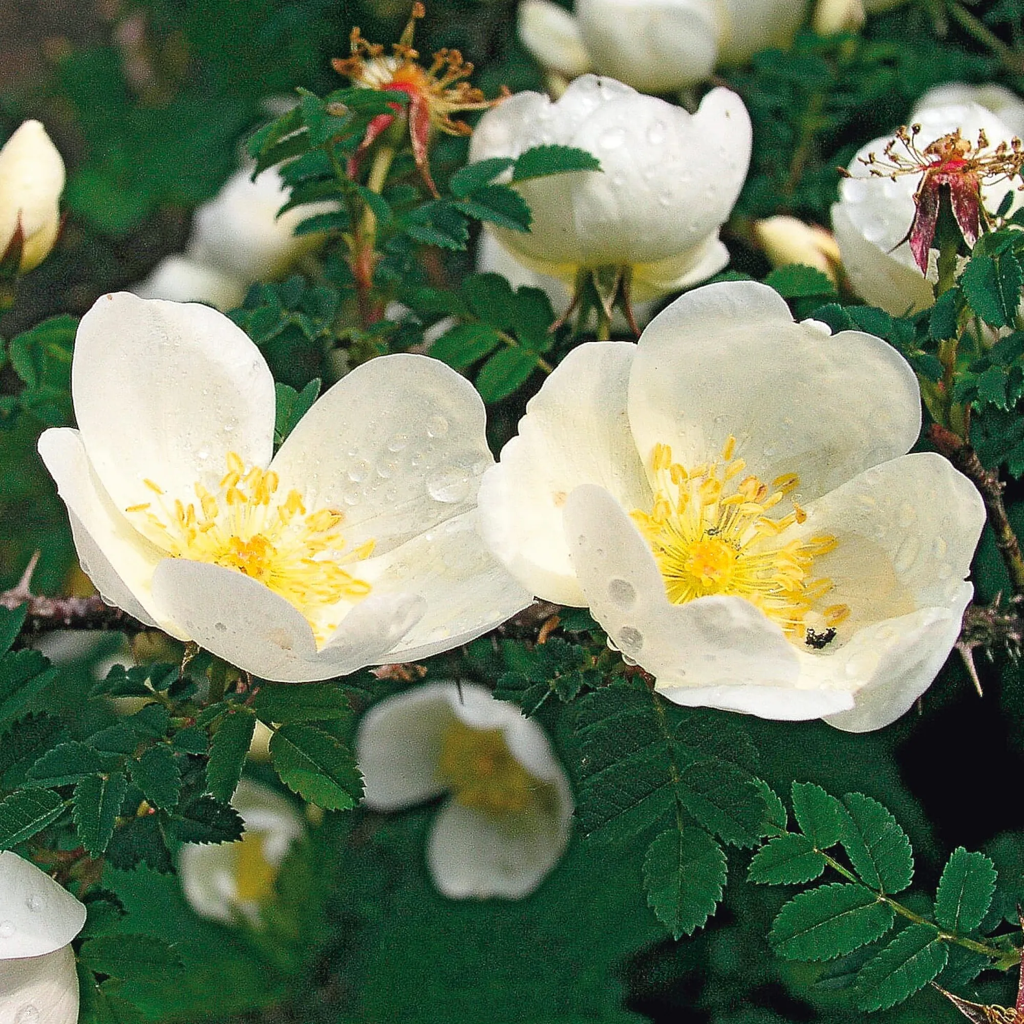 Rosen|Ziergehölze * Manufactum Rosenhecke Heimische Wildrosen