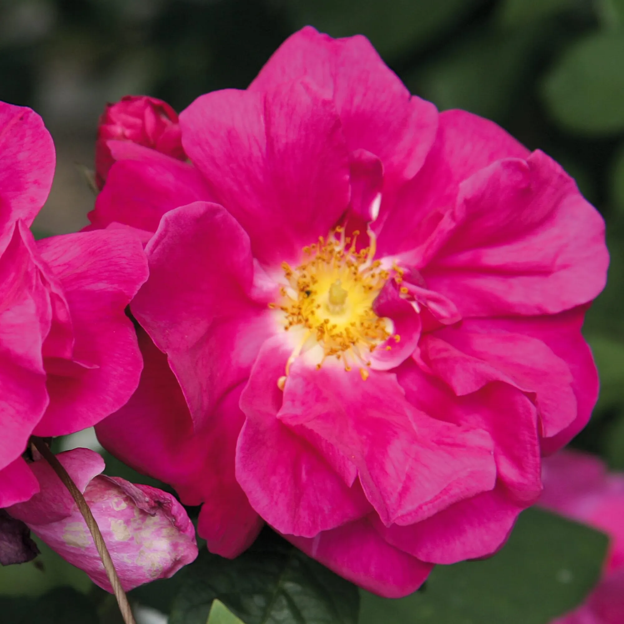 Rosen|Ziergehölze * Manufactum Rosenhecke Heimische Wildrosen