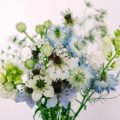 Blumensamen * Jora Dahl Saatgutkollektion für Blumensträuße
