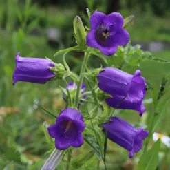 Blumensamen * Saat & Gut Saatgutset im Holzkästchen