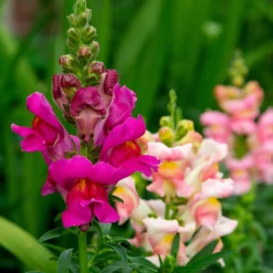 Blumensamen * Saat & Gut Saatgutset im Holzkästchen