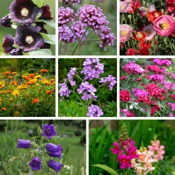 Blumensamen * Saat & Gut Saatgutset im Holzkästchen