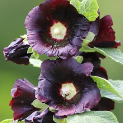 Blumensamen * Saat & Gut Saatgutset im Holzkästchen