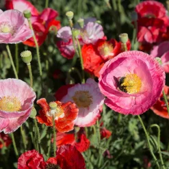 Blumensamen * Saat & Gut Saatgutset im Holzkästchen